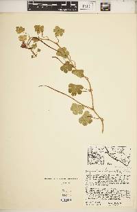 Tropaeolum tuberosum image