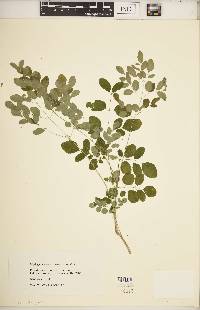 Moringa ovalifolia image