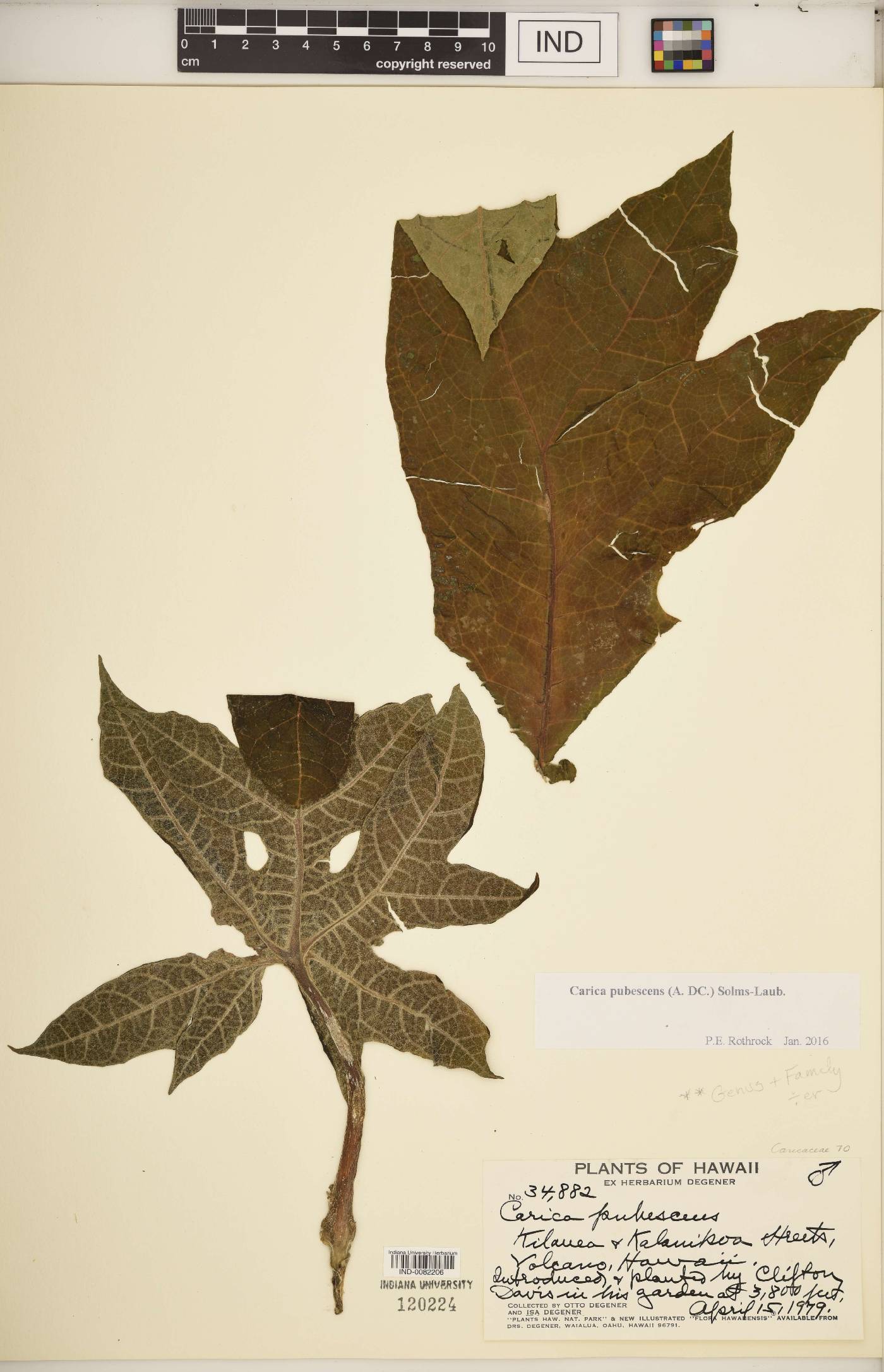 Carica pubescens image