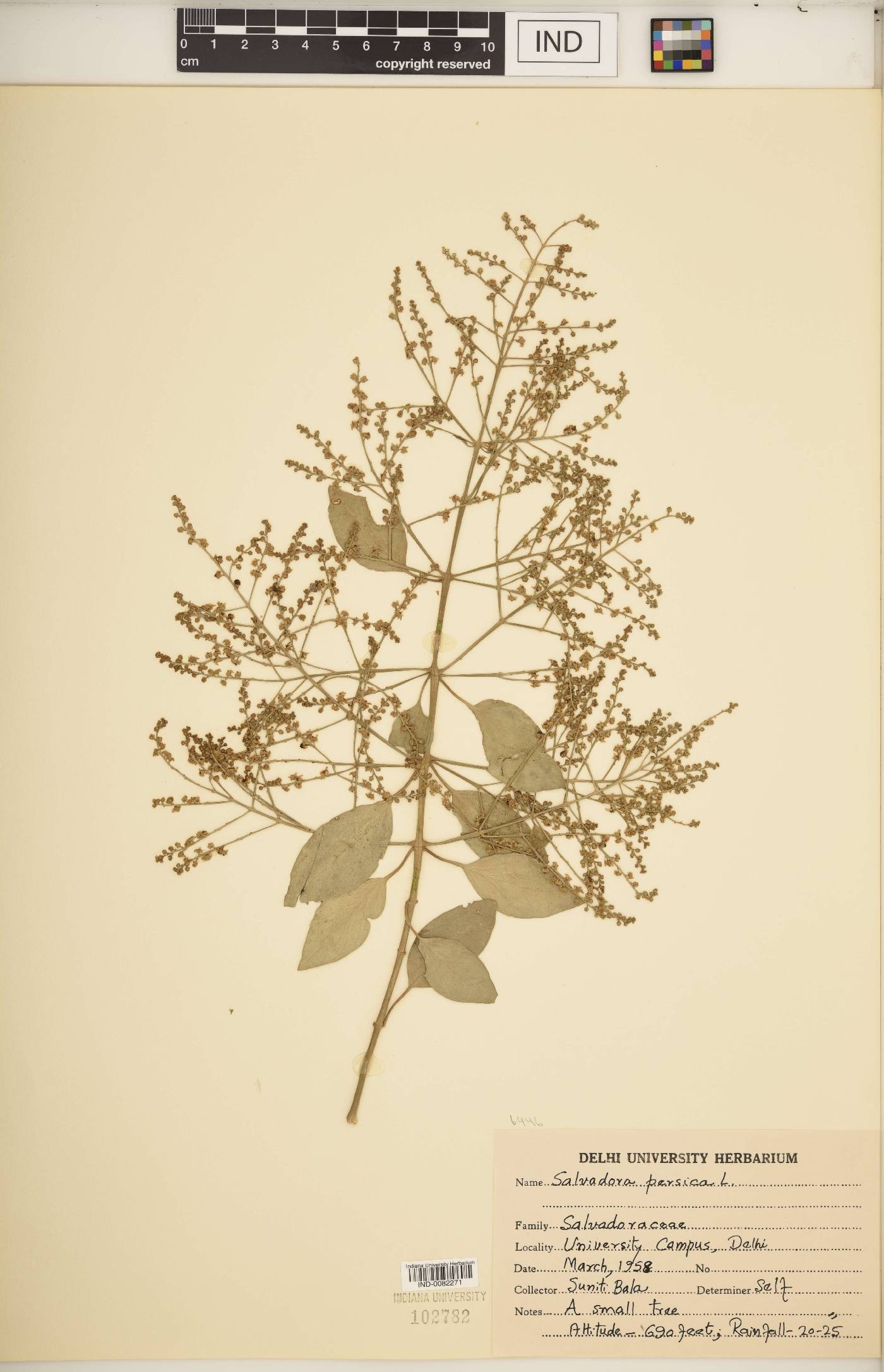 Salvadora persica image