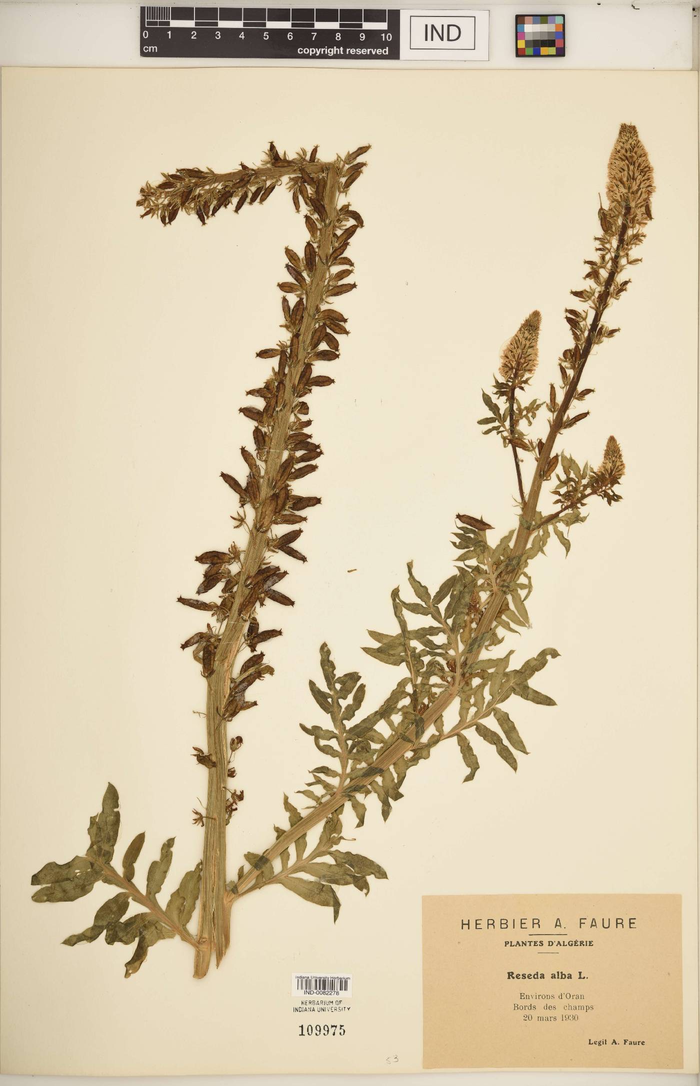Reseda alba image