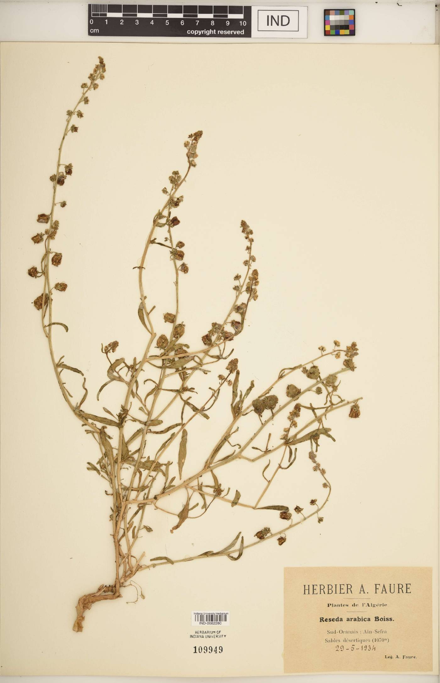 Reseda arabica image