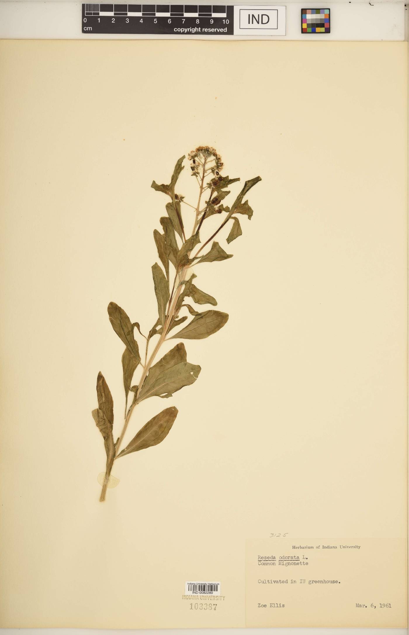 Reseda odorata image
