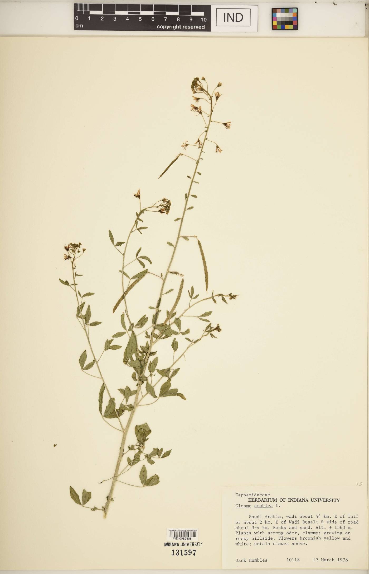 Cleome arabica image