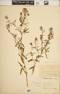 Cleomella angustifolia image
