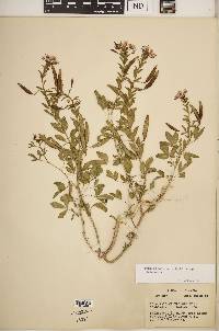 Polanisia dodecandra subsp. dodecandra image