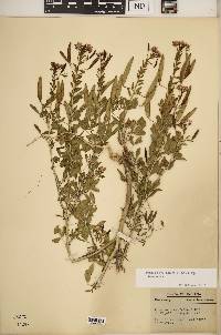 Polanisia dodecandra subsp. dodecandra image