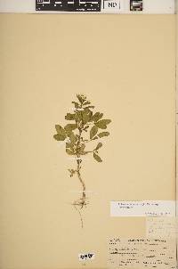 Polanisia dodecandra subsp. dodecandra image