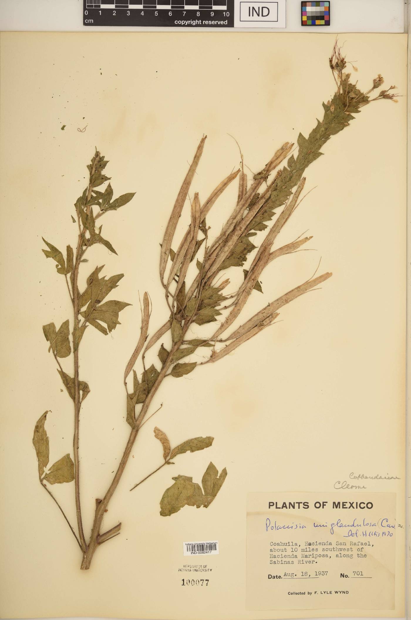 Polanisia uniglandulosa image