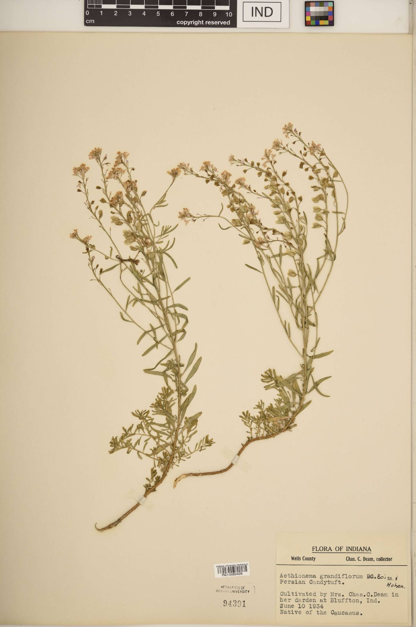 Aethionema grandiflorum image