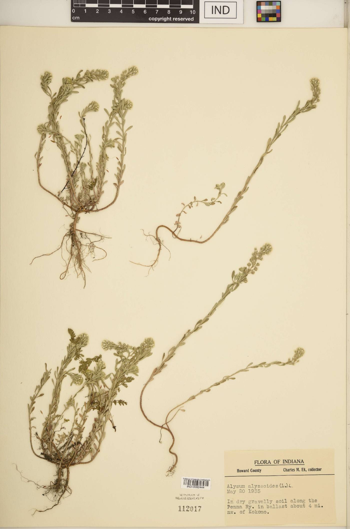 Alyssum alyssoides image