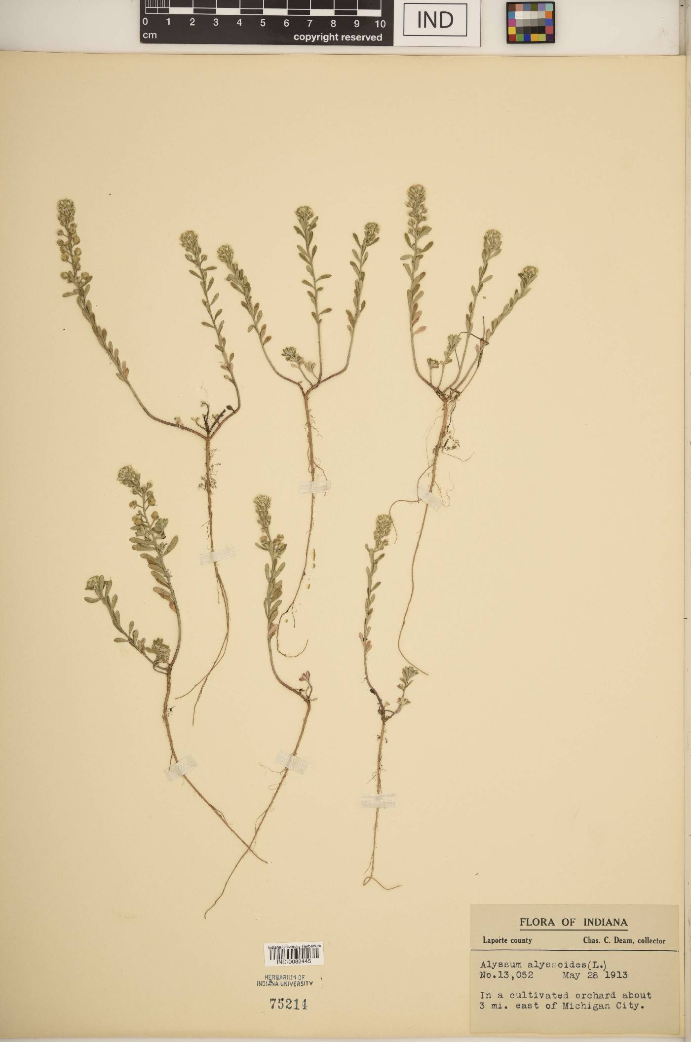 Alyssum alyssoides image