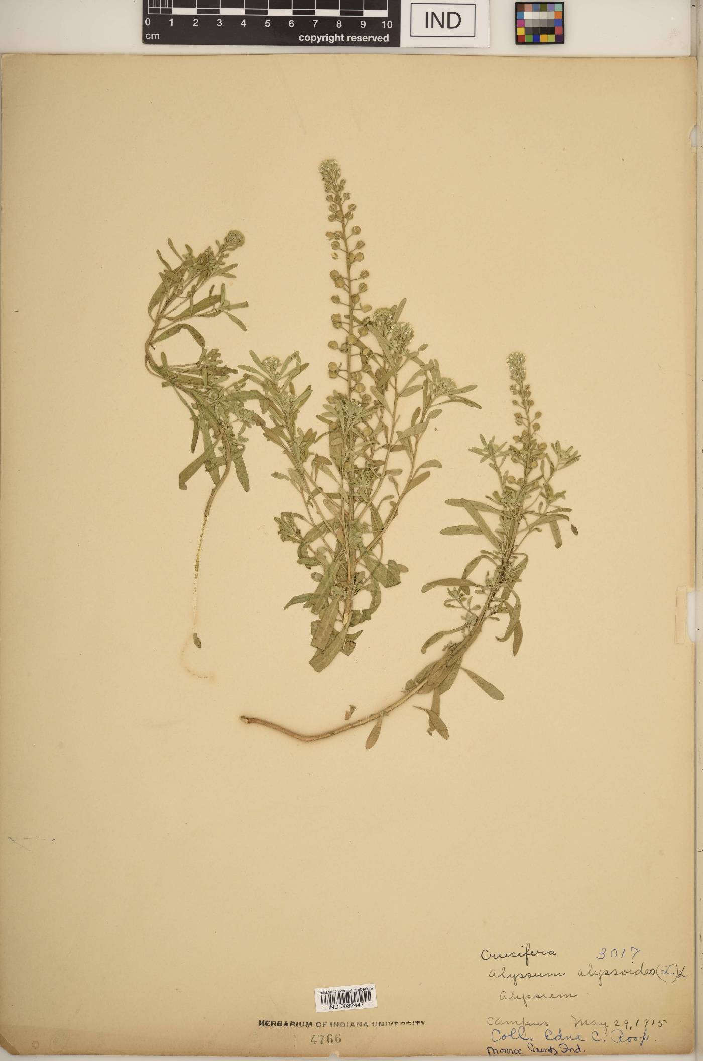 Alyssum alyssoides image