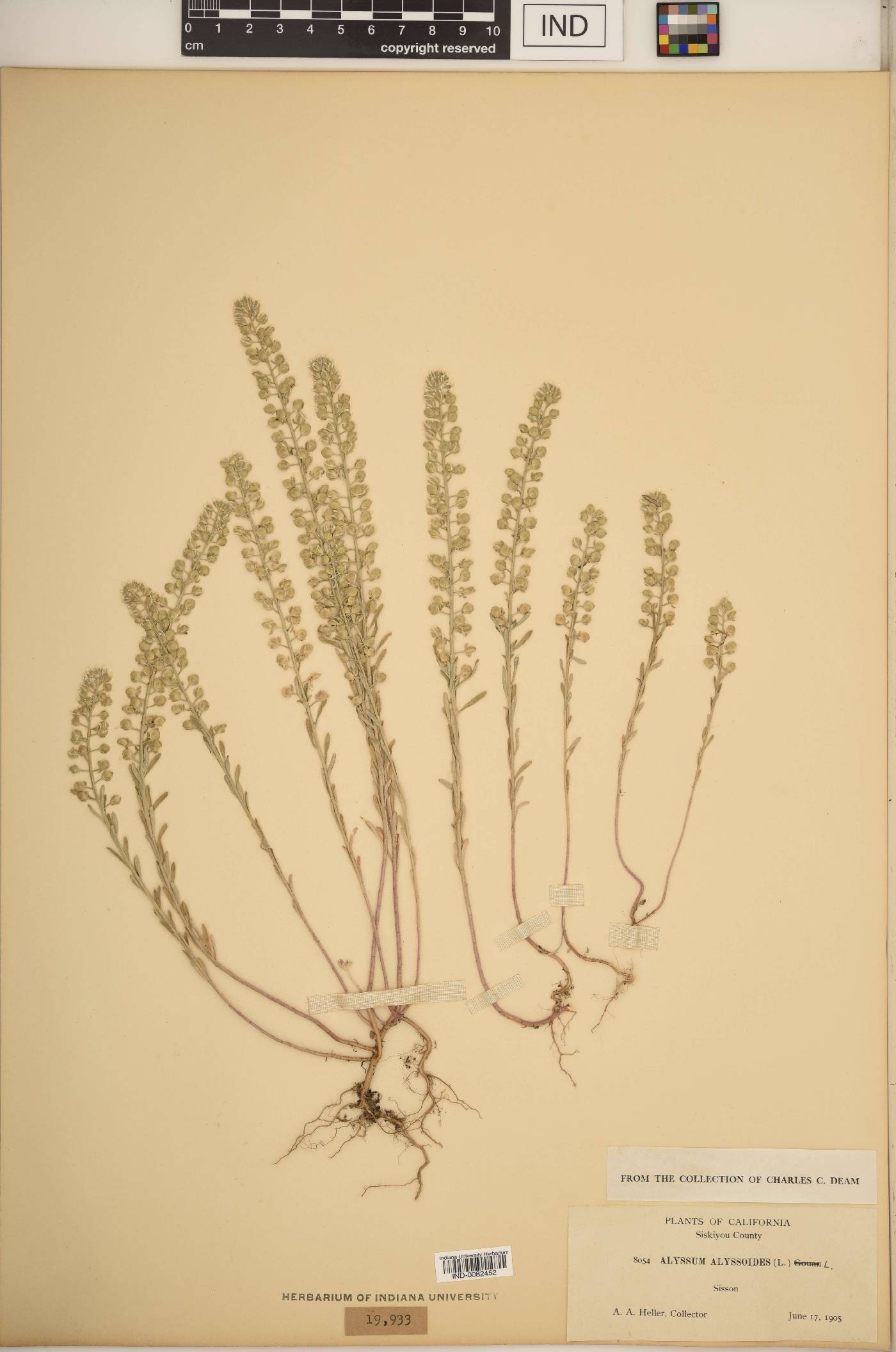 Alyssum alyssoides image