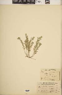 Alyssum alyssoides image