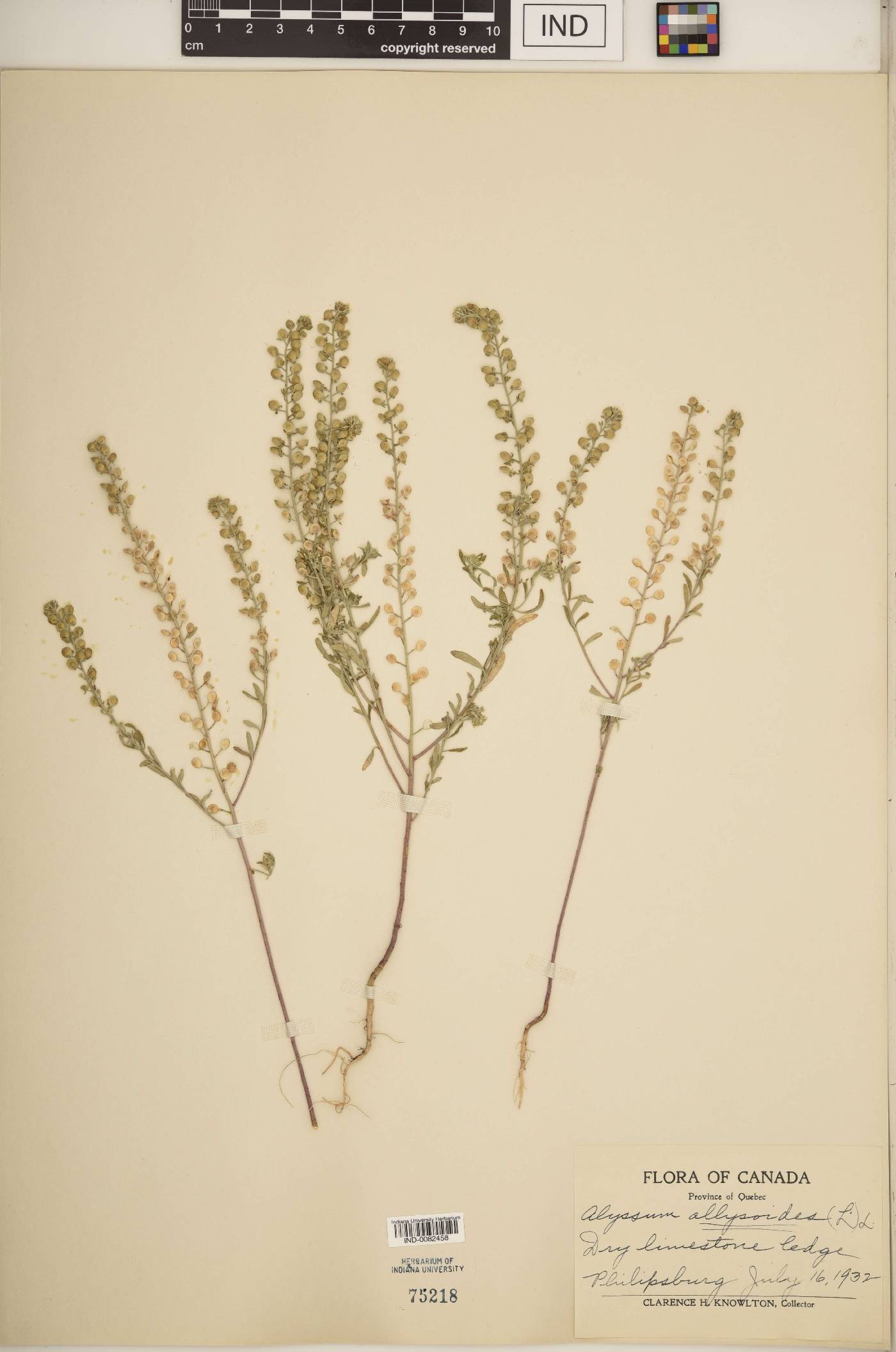 Alyssum alyssoides image