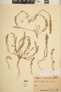 Alyssum strigosum image
