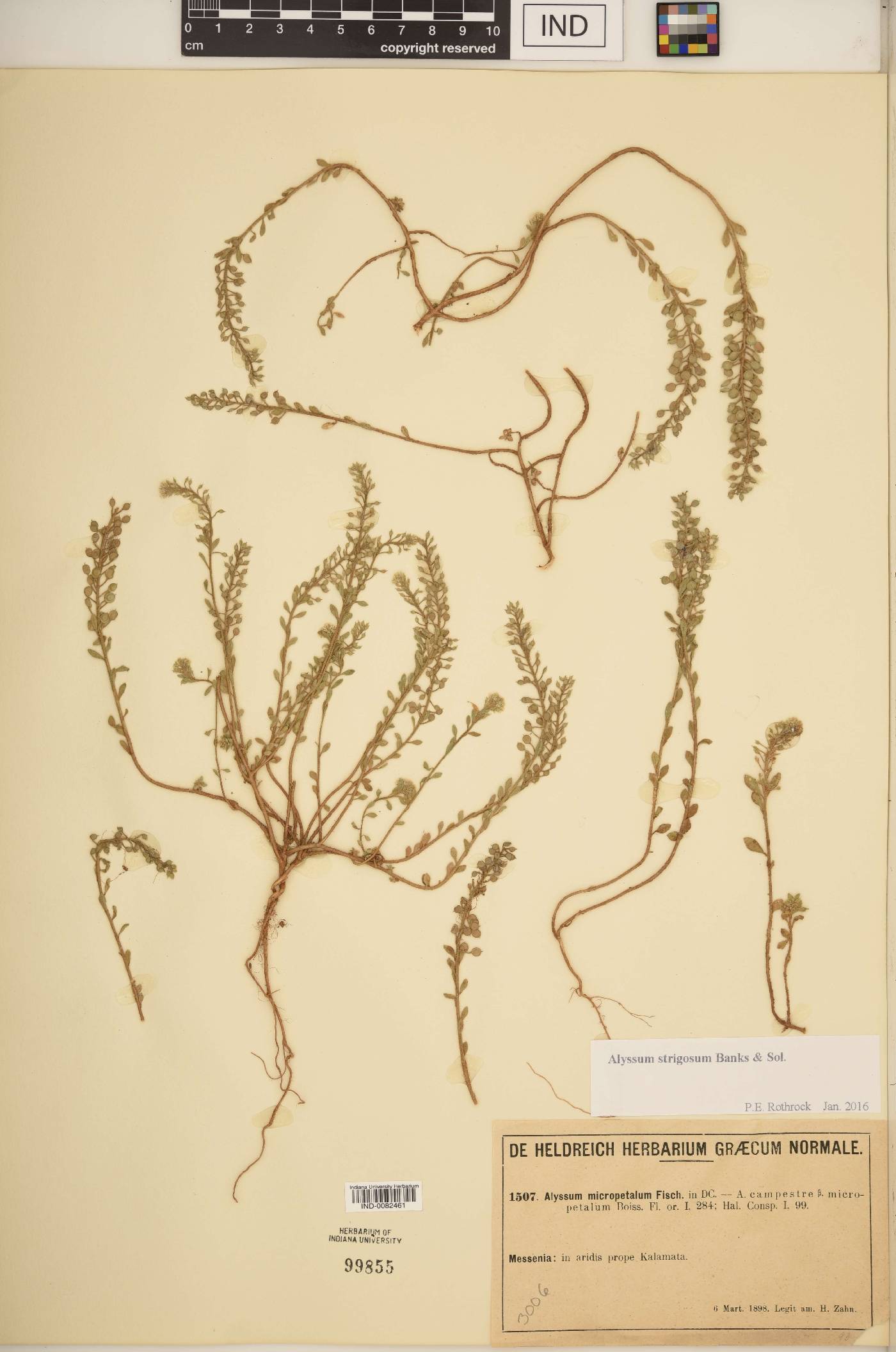 Alyssum strigosum image