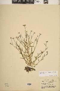 Arabidopsis lyrata subsp. lyrata image
