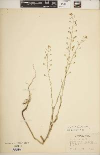 Camelina microcarpa image