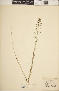 Camelina microcarpa image