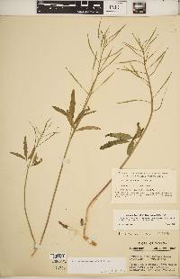 Cardamine angustata image