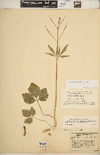 Cardamine angustata image