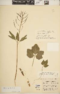 Cardamine angustata image