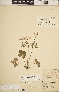 Cardamine angustata image