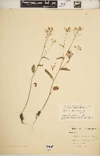 Cardamine bulbosa image