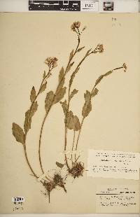 Cardamine bulbosa image