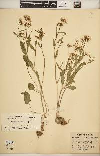 Cardamine bulbosa image