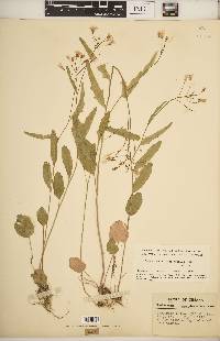 Cardamine bulbosa image