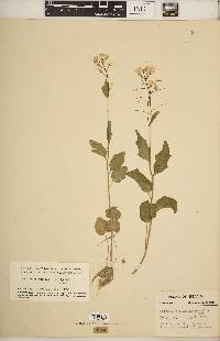 Cardamine bulbosa image