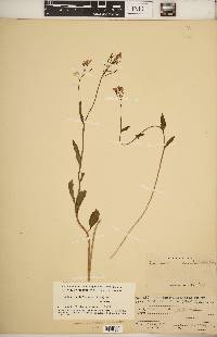 Cardamine bulbosa image