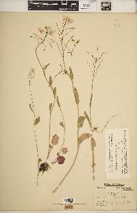 Cardamine bulbosa image