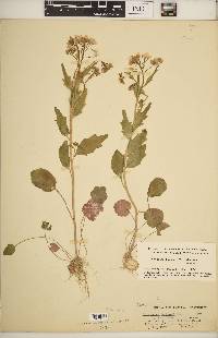 Cardamine bulbosa image