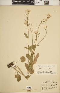 Cardamine bulbosa image