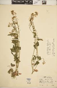 Cardamine bulbosa image