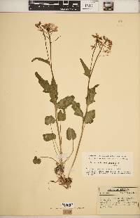 Cardamine bulbosa image