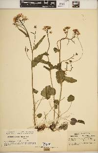 Cardamine bulbosa image