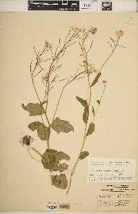 Cardamine bulbosa image