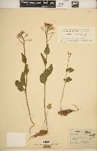 Cardamine bulbosa image