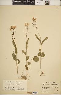 Cardamine bulbosa image