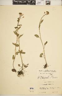 Cardamine bulbosa image