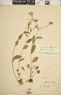 Cardamine bulbosa image