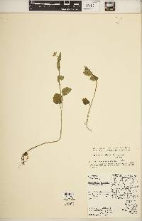 Cardamine bulbosa image