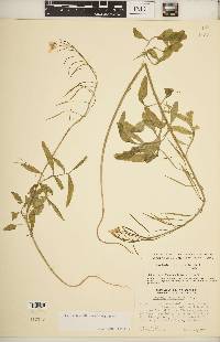 Cardamine californica image