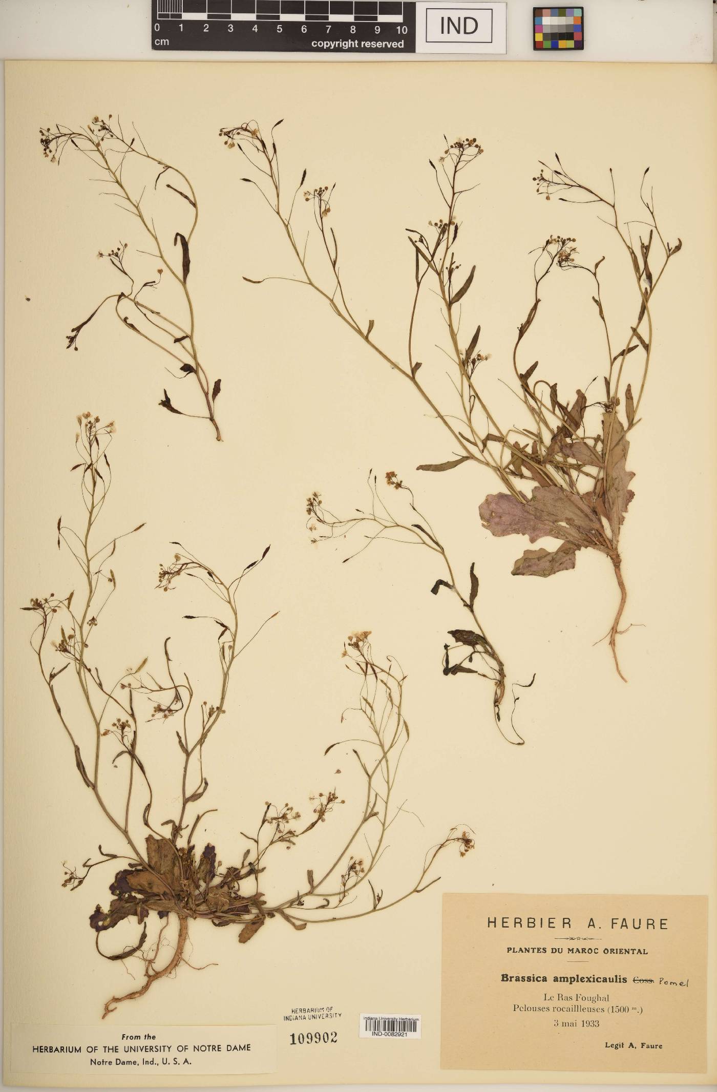 Brassica amplexicaulis image