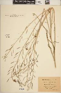 Image of Brassica maurorum